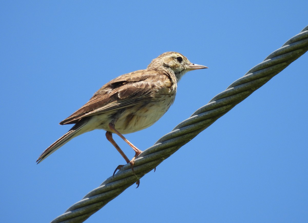 Australian Pipit - ML644733706