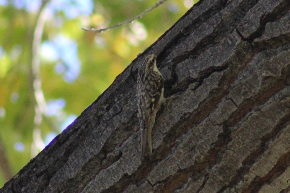 amerikatrekryper - ML644733709