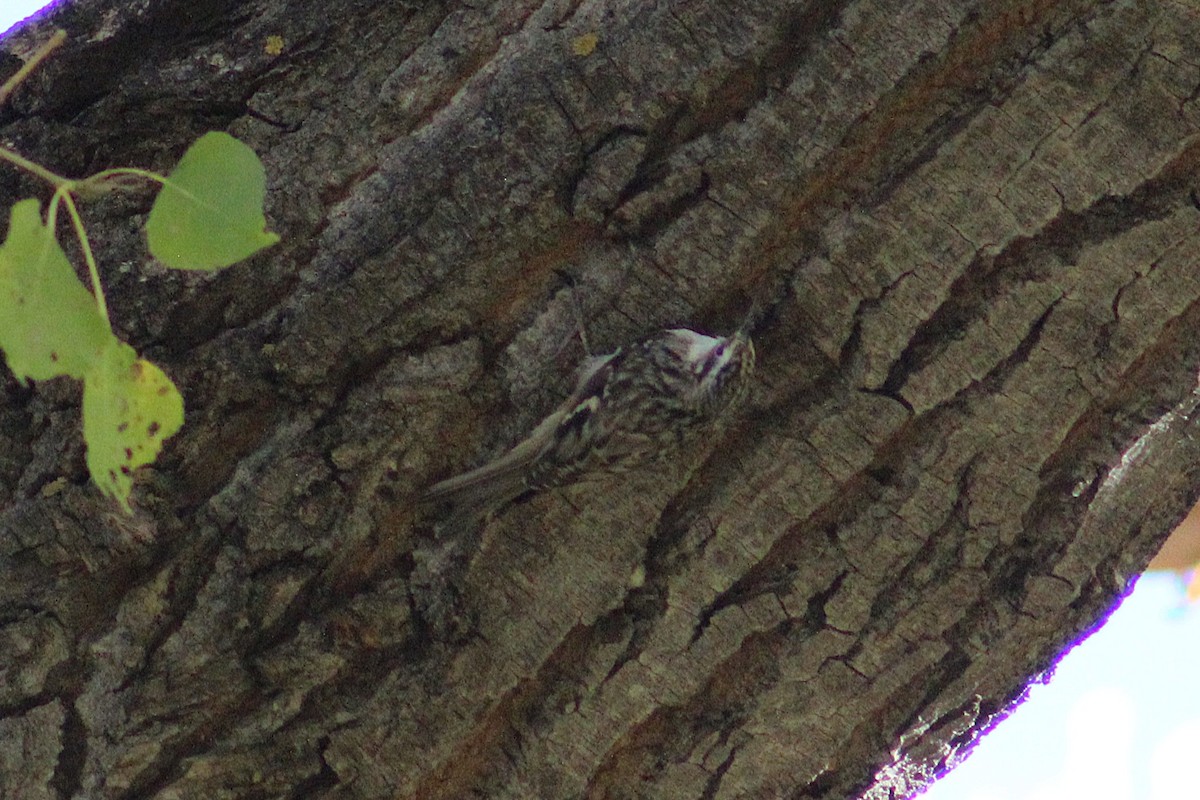 amerikatrekryper - ML644733710