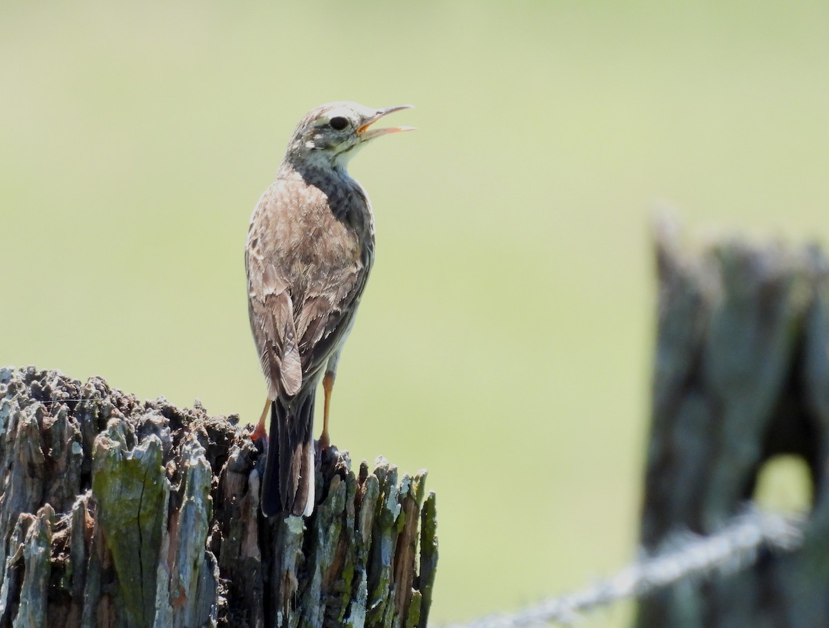 Australian Pipit - ML644733713