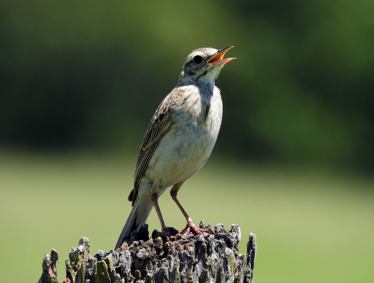 Australian Pipit - ML644733722