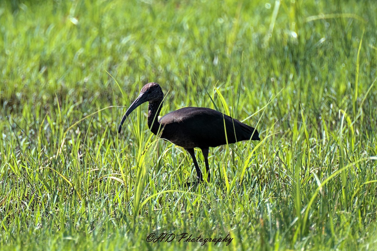 彩䴉 - ML644733726