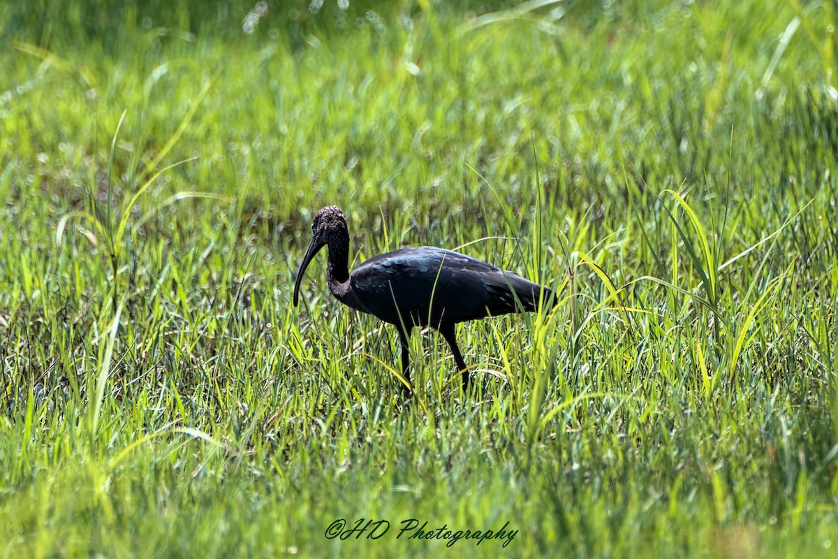 彩䴉 - ML644733727