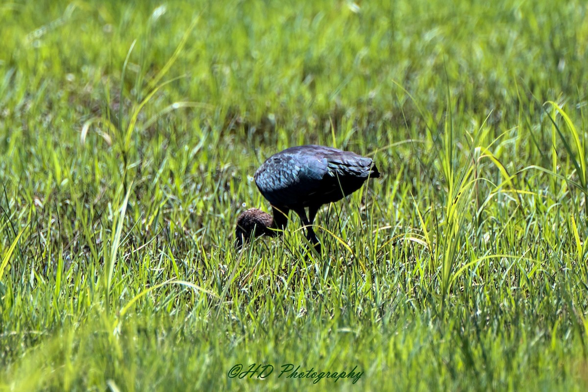 彩䴉 - ML644733728