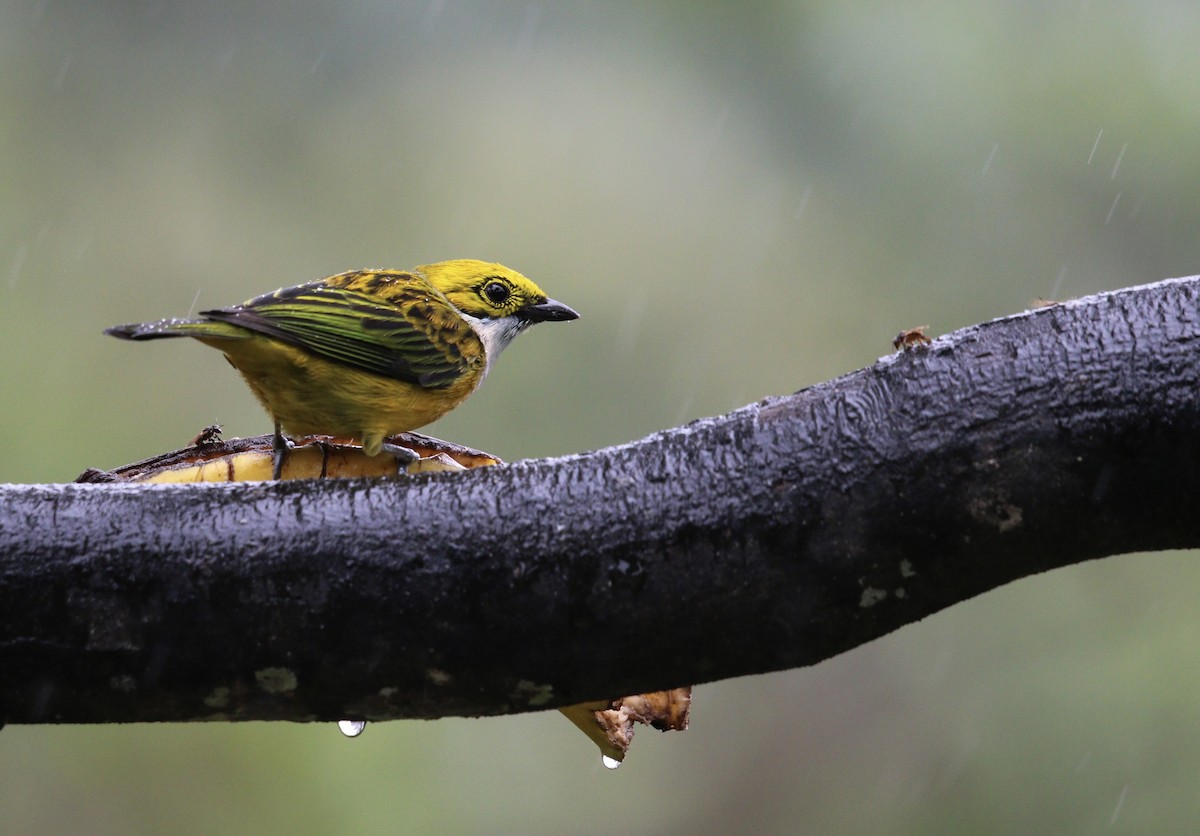 Silver-throated Tanager - ML644733729