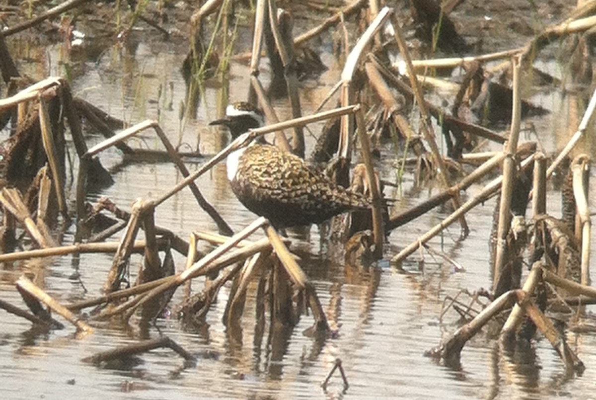 American Golden-Plover - ML644733731