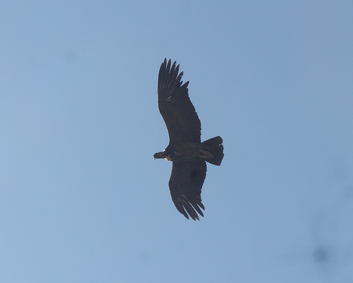 Andean Condor - ML644733732