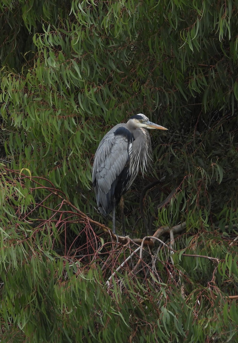 Great Blue Heron - ML644733736