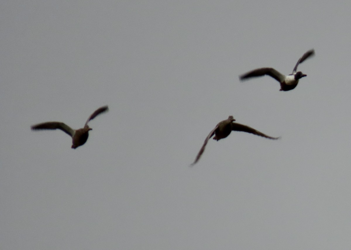 琵嘴鴨 - ML644733740