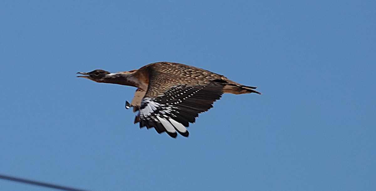 Ludwig's Bustard - ML644733741