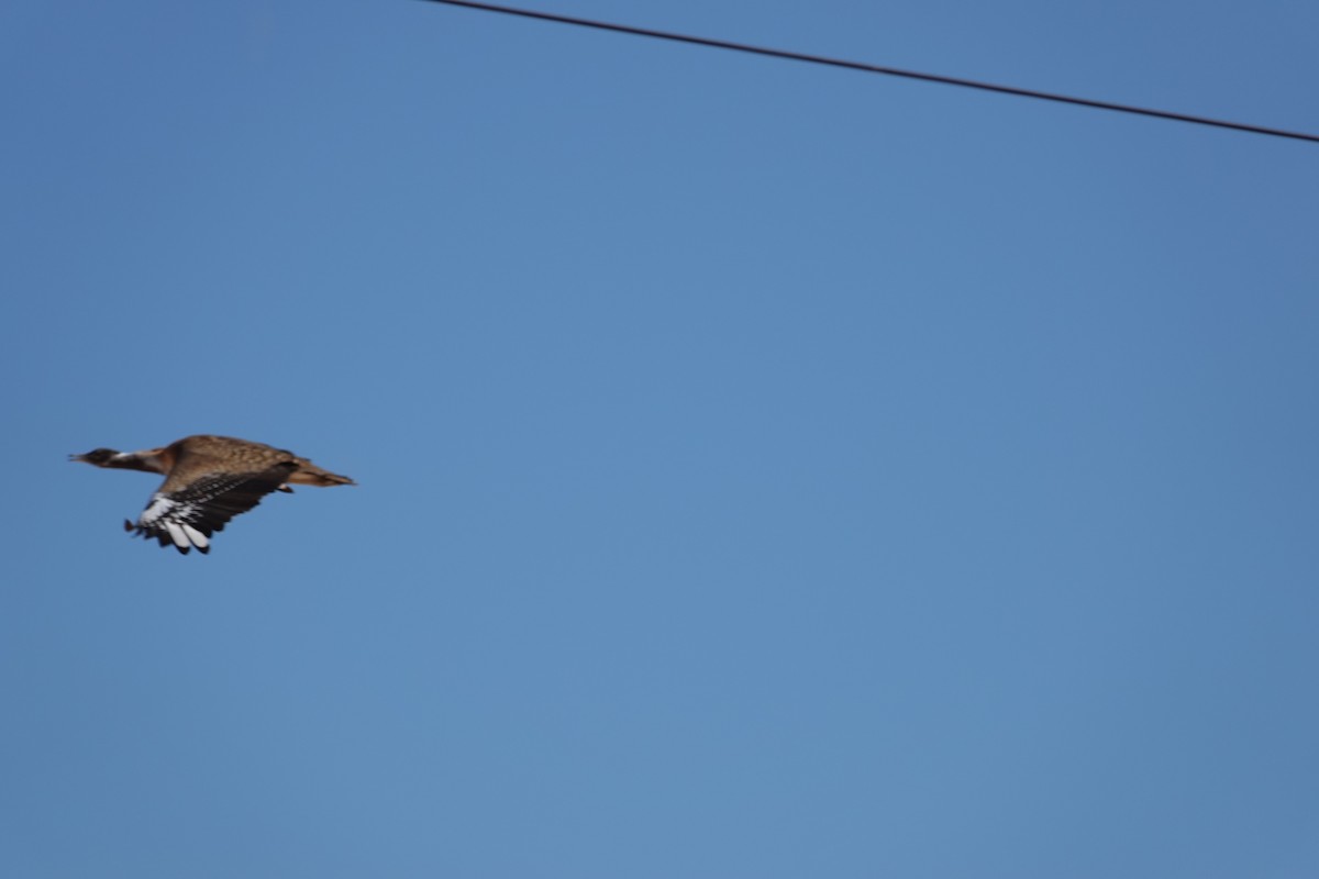 Ludwig's Bustard - ML644733742