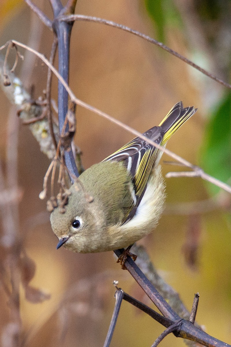 Ruby-crowned Kinglet - ML644733744