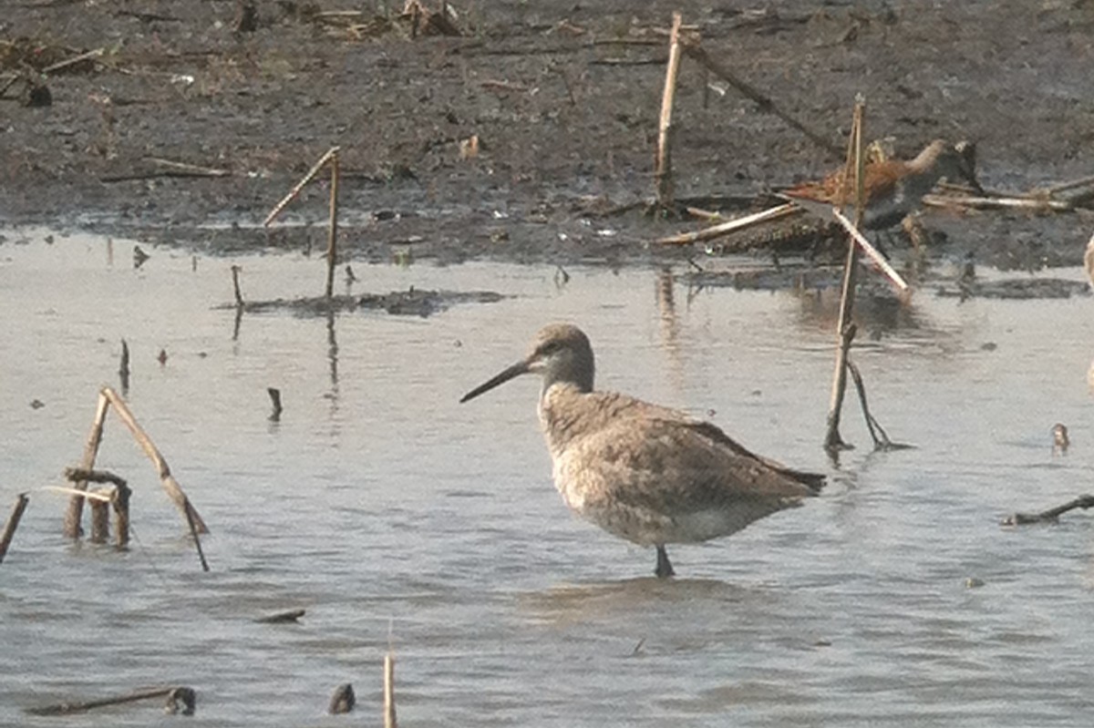 Willet - ML644733745