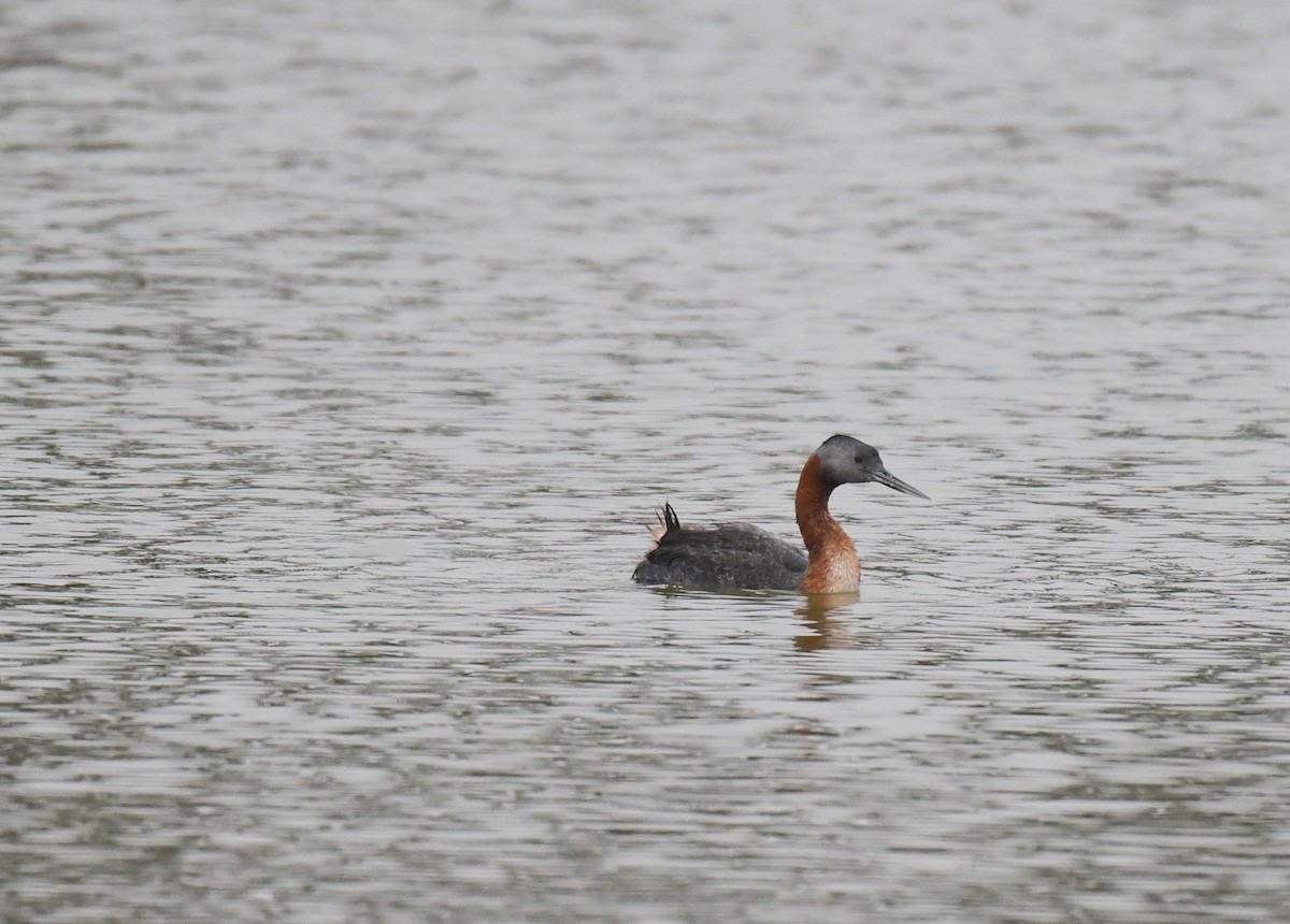 Great Grebe - ML644733746
