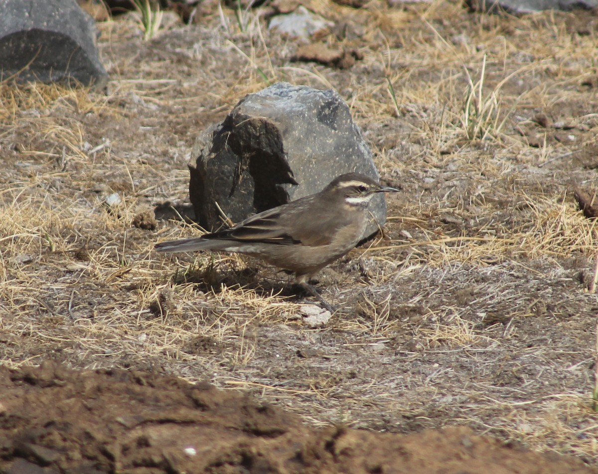 Gray-flanked Cinclodes - ML644733748