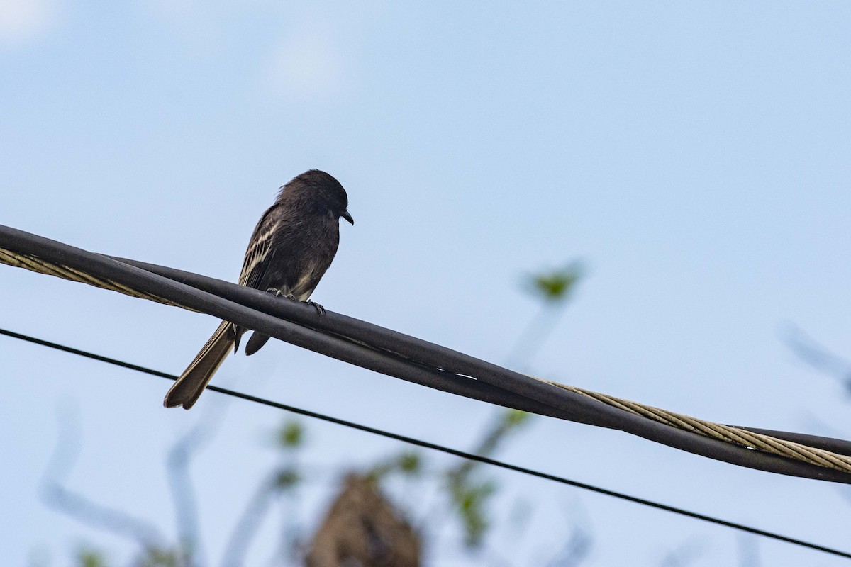 Black Phoebe - ML644733751