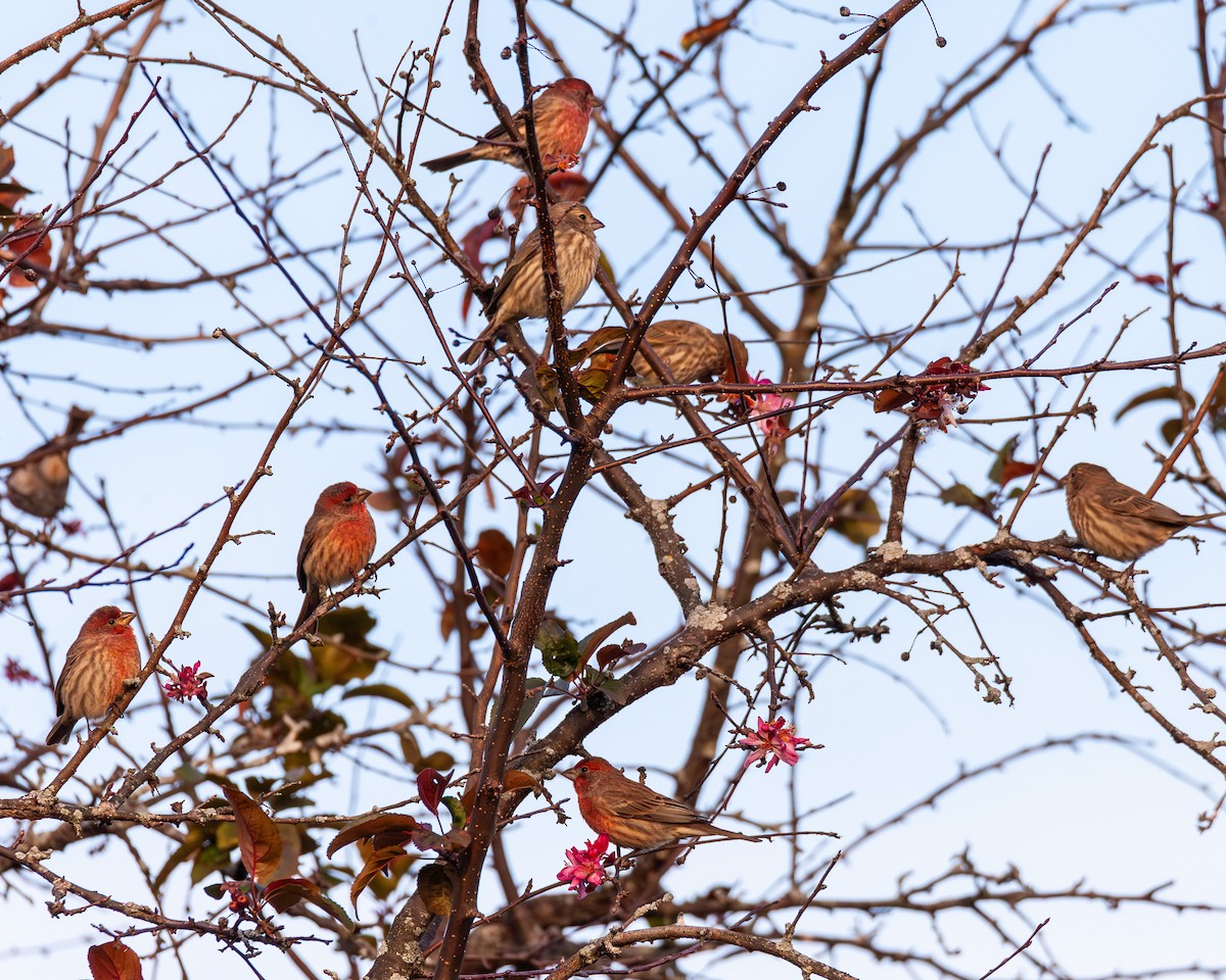 House Finch - ML644733752