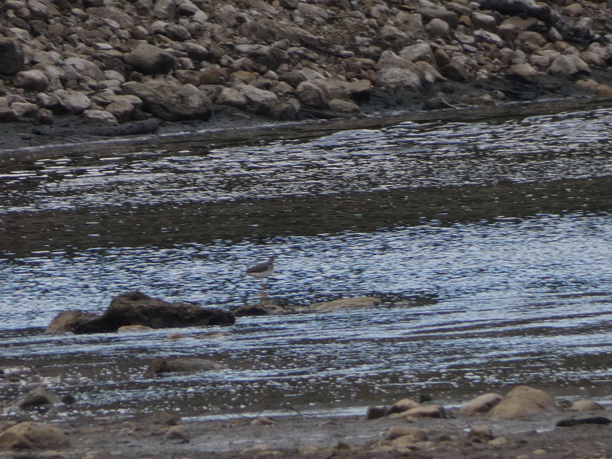 Greater Yellowlegs - ML644733755