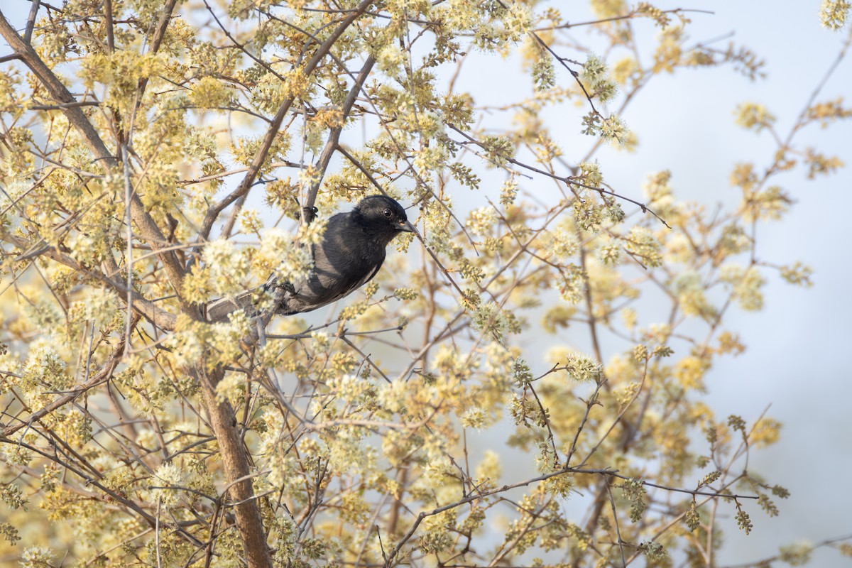 Southern Black-Tit - ML644733757