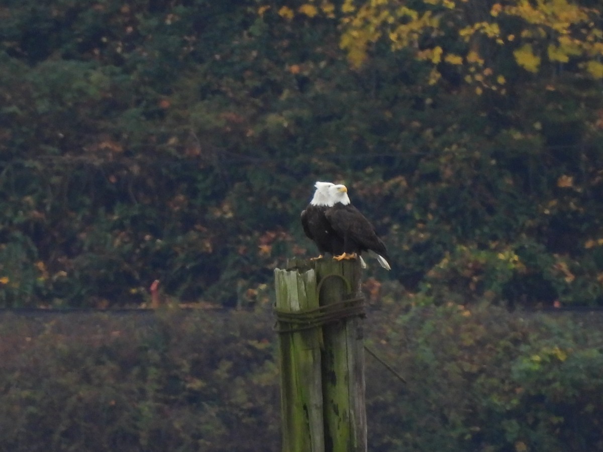 Bald Eagle - ML644733759