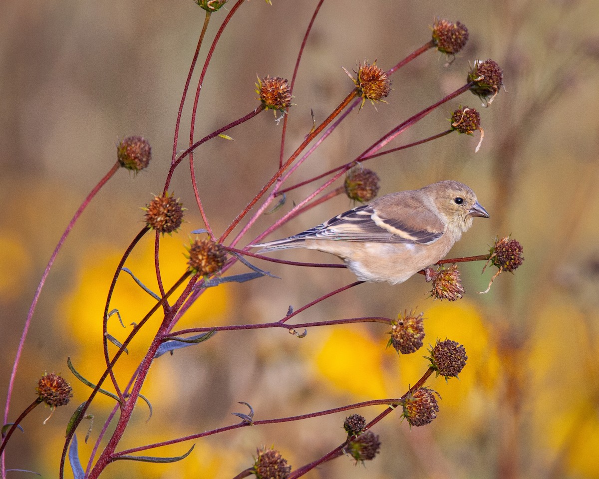 American Goldfinch - ML644733760