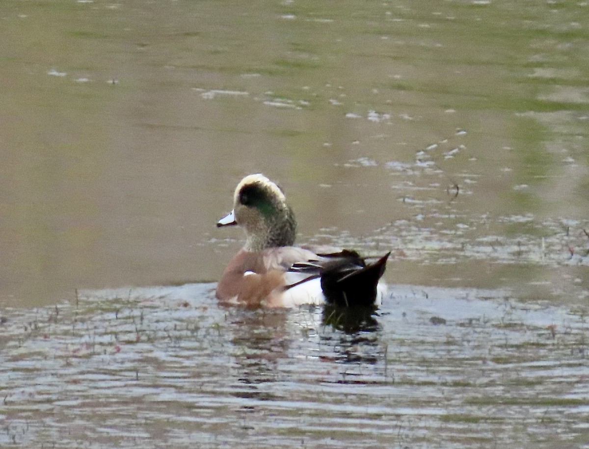 葡萄胸鴨 - ML644733761