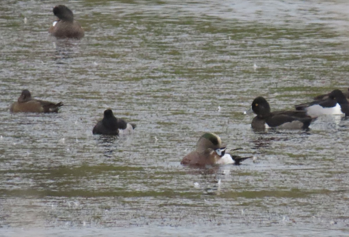 葡萄胸鴨 - ML644733762