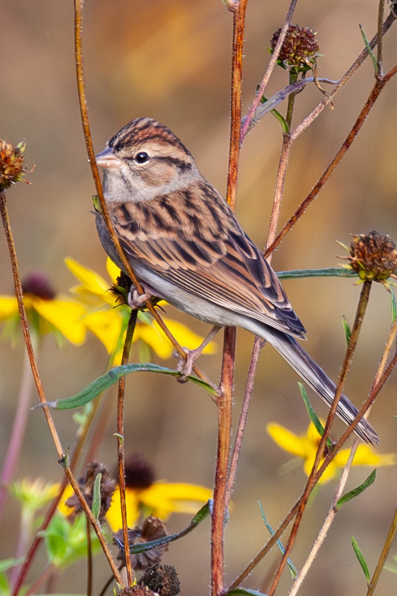 Chipping Sparrow - ML644733763