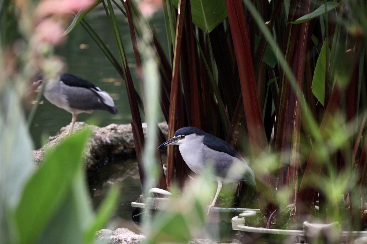 夜鷺 - ML644733764