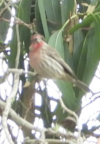 House Finch - ML644733765