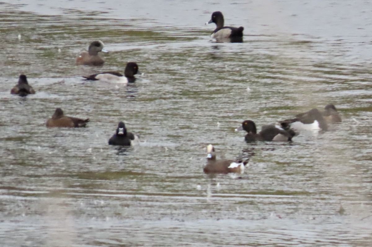 環頸潛鴨 - ML644733766