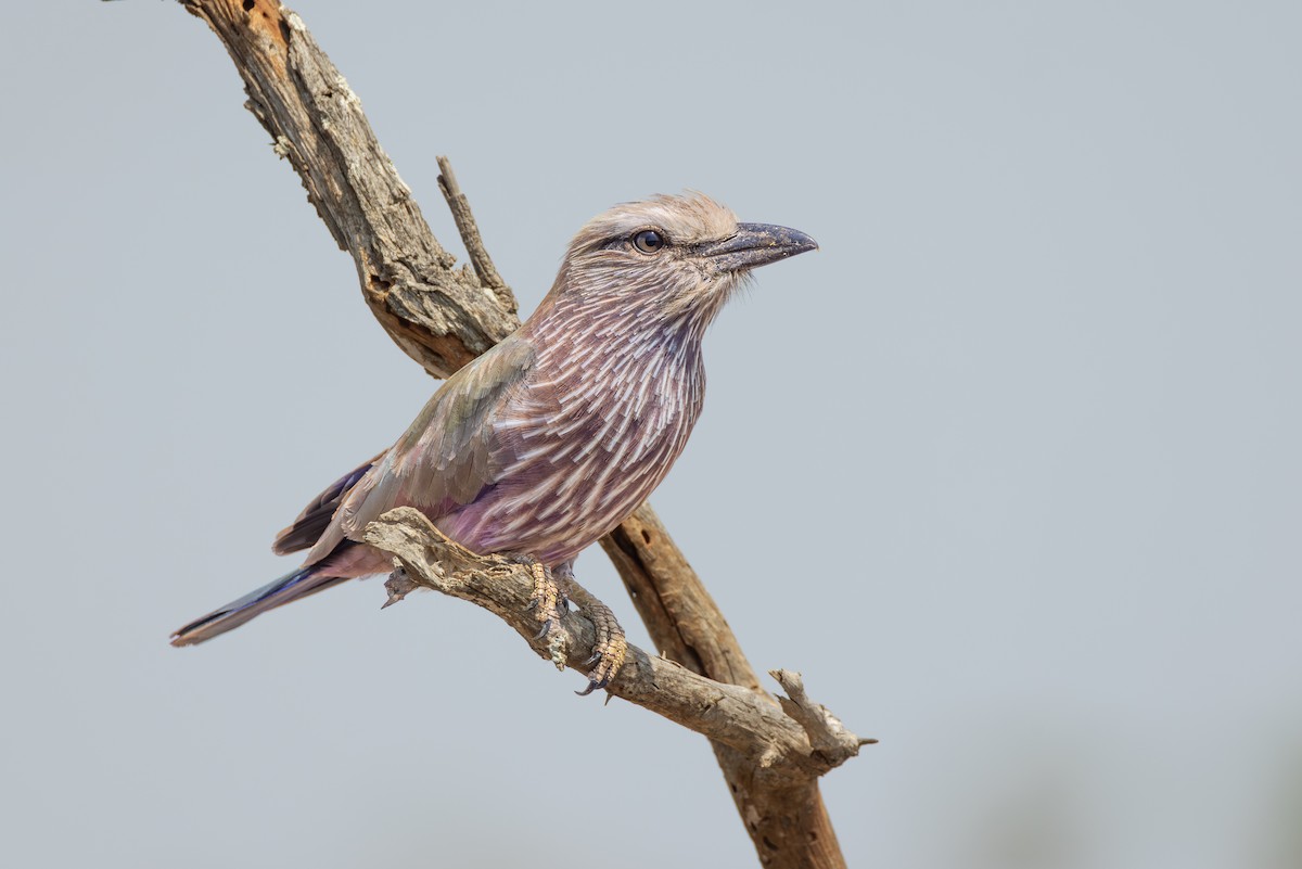 チャガシラニシブッポウソウ - ML644733767