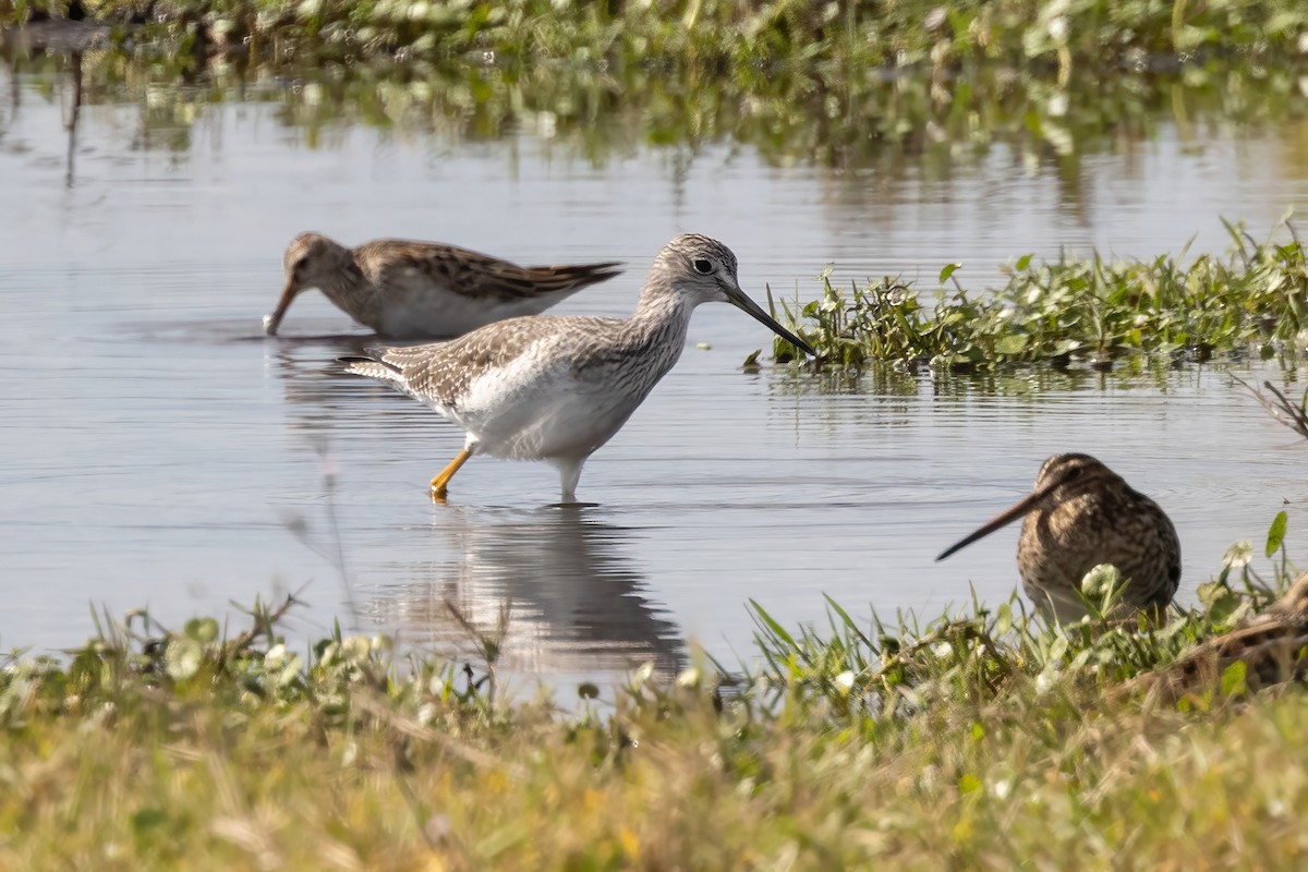 Greater Yellowlegs - ML644733781
