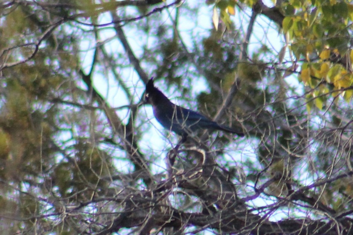 Steller's Jay (Southwest Interior) - ML644733782