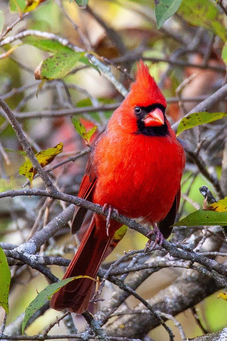 Cardinal rouge - ML644733784