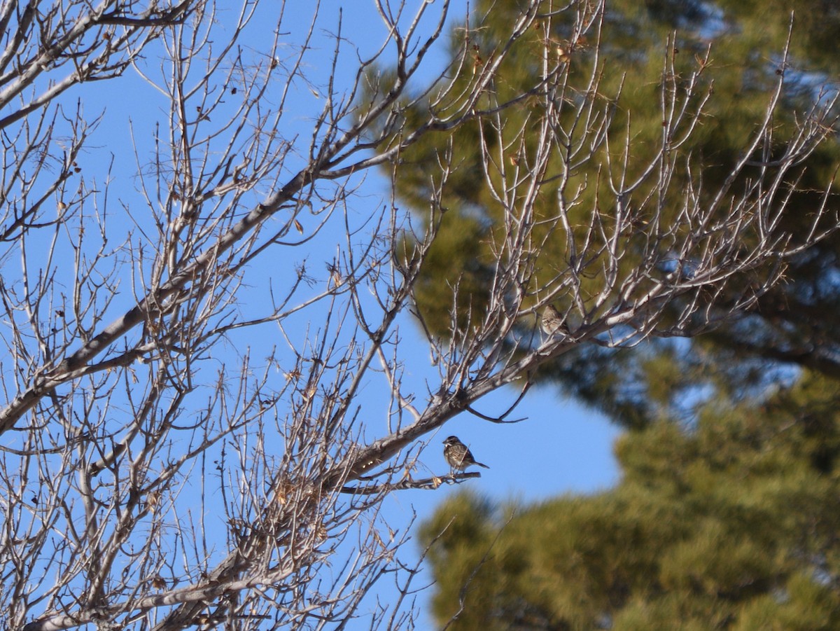 Chingolo Arlequín - ML644733803
