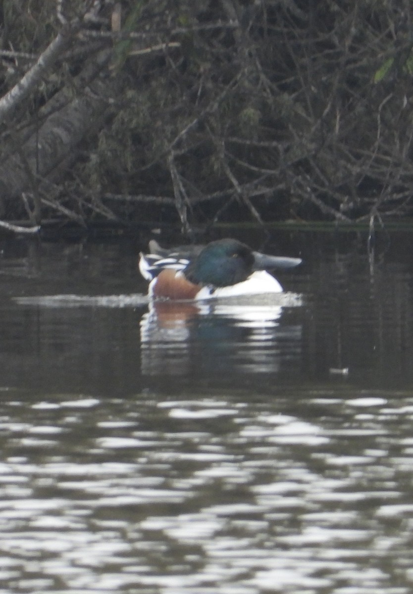 Northern Shoveler - ML644733808