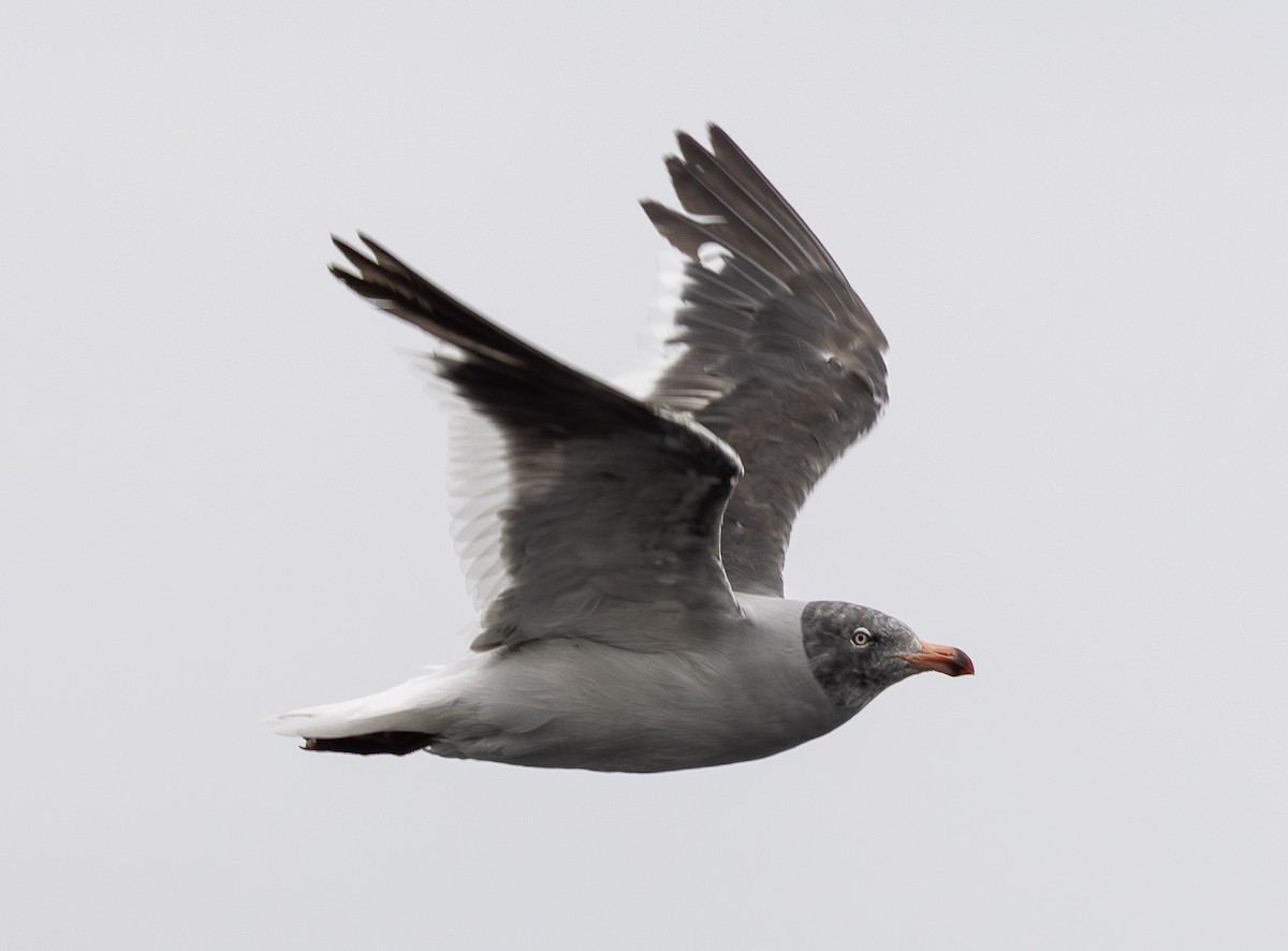 Dolphin Gull - ML644733809