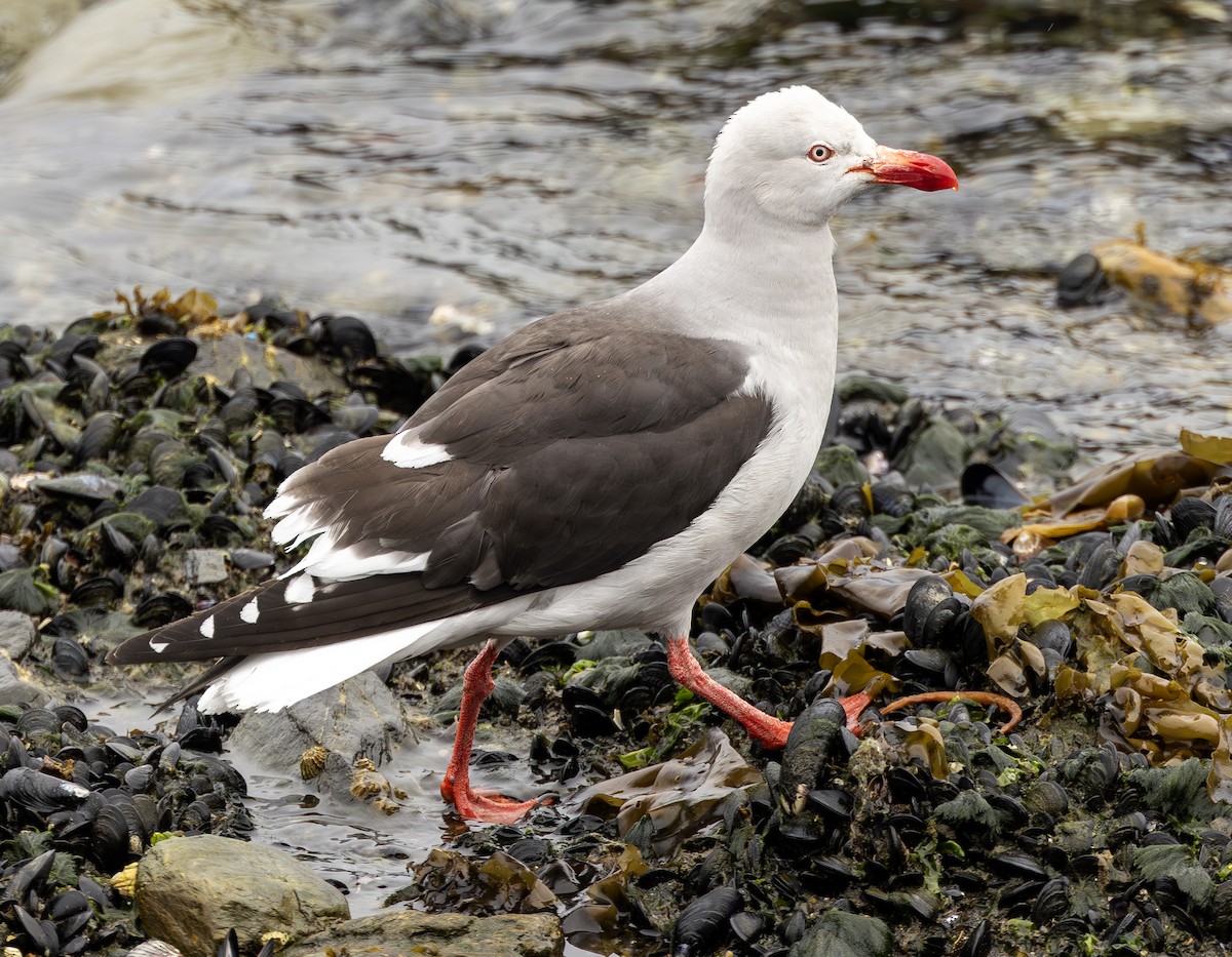 Dolphin Gull - ML644733810