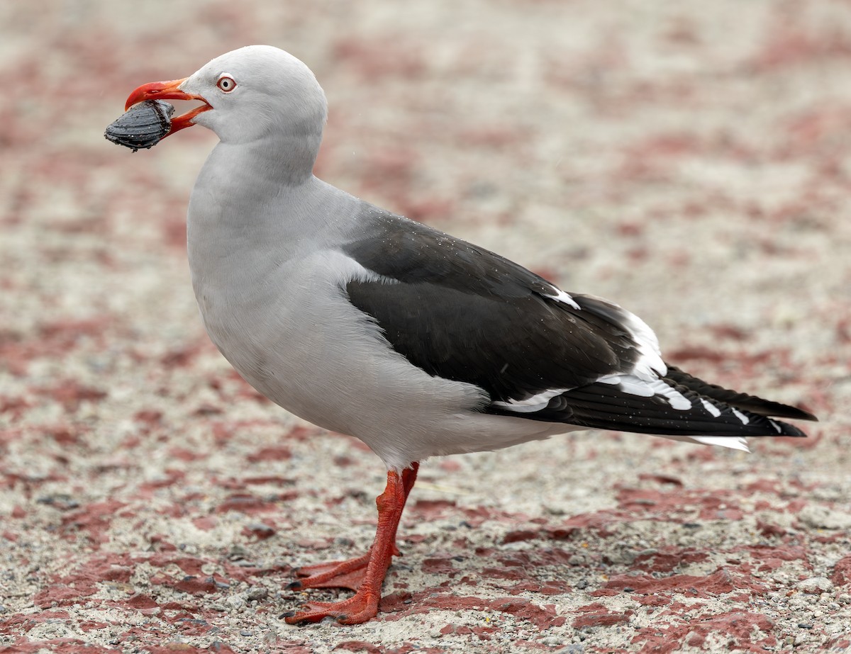 Dolphin Gull - ML644733811