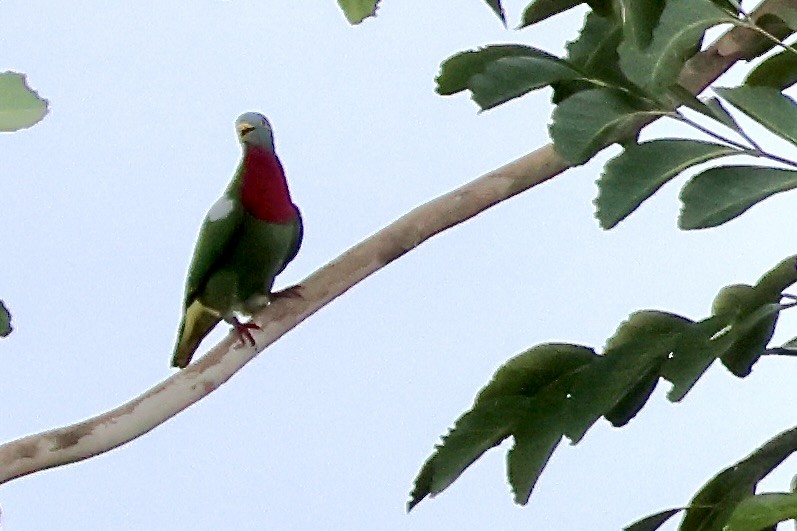 Claret-breasted Fruit-Dove - ML644733831