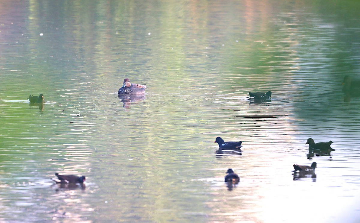 Ánade Friso - ML644733834