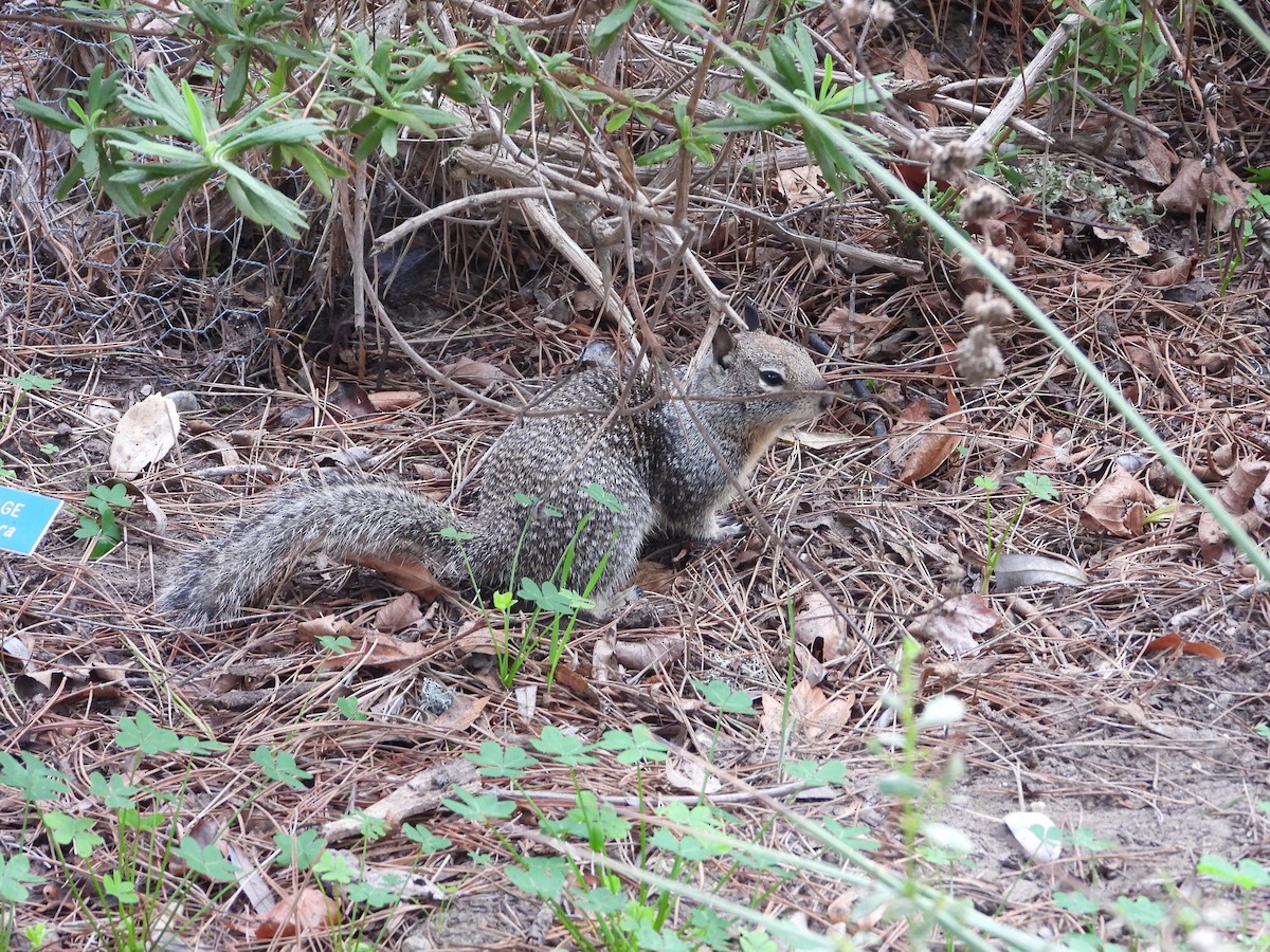 Animals - ML644733842