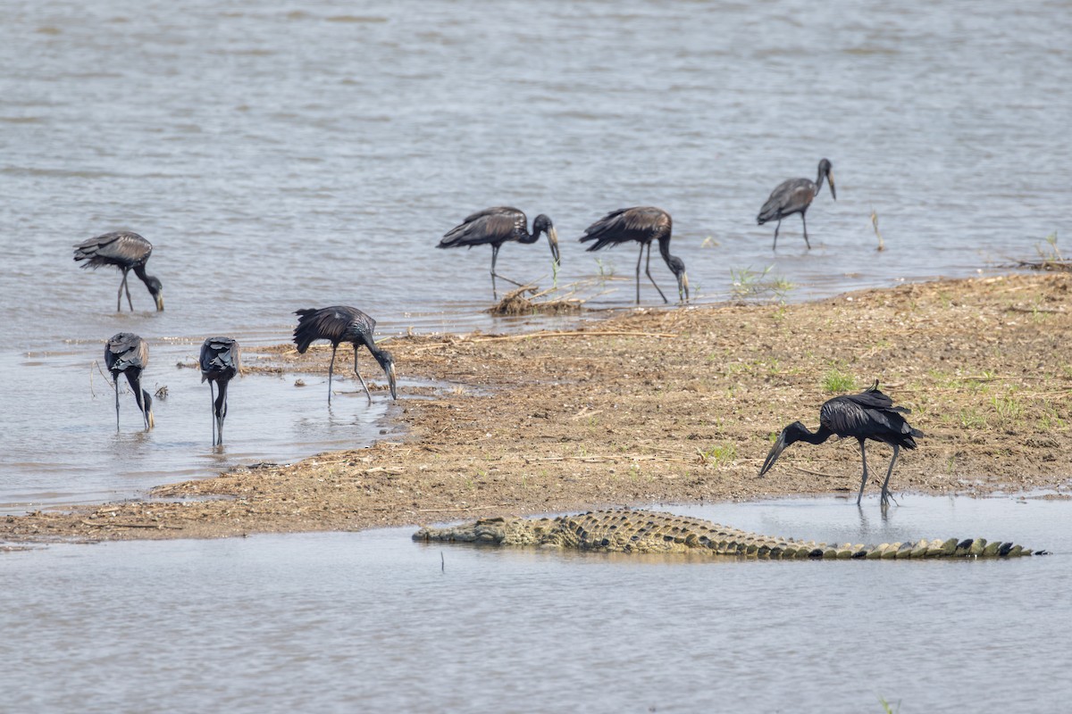 Лелека-молюскоїд африканський - ML644733852