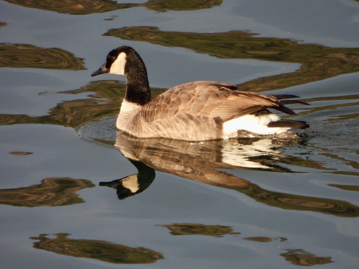 Canada Goose - ML644733854