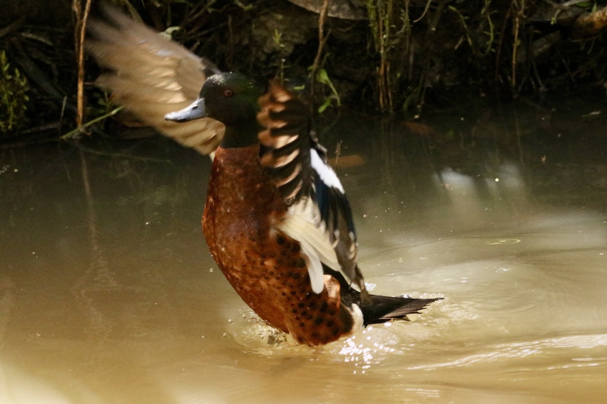 Kızıl Çamurcun - ML644733855