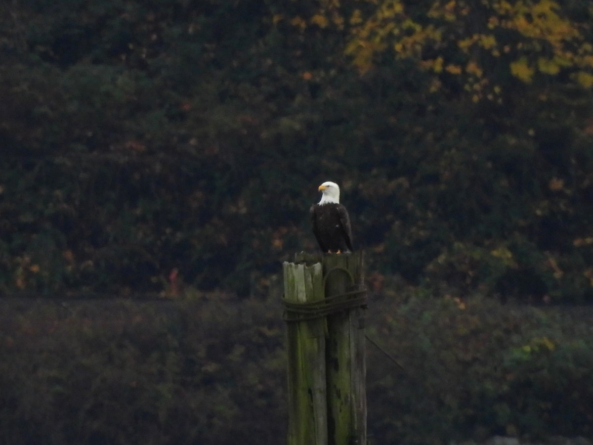 Pygargue à tête blanche - ML644733856