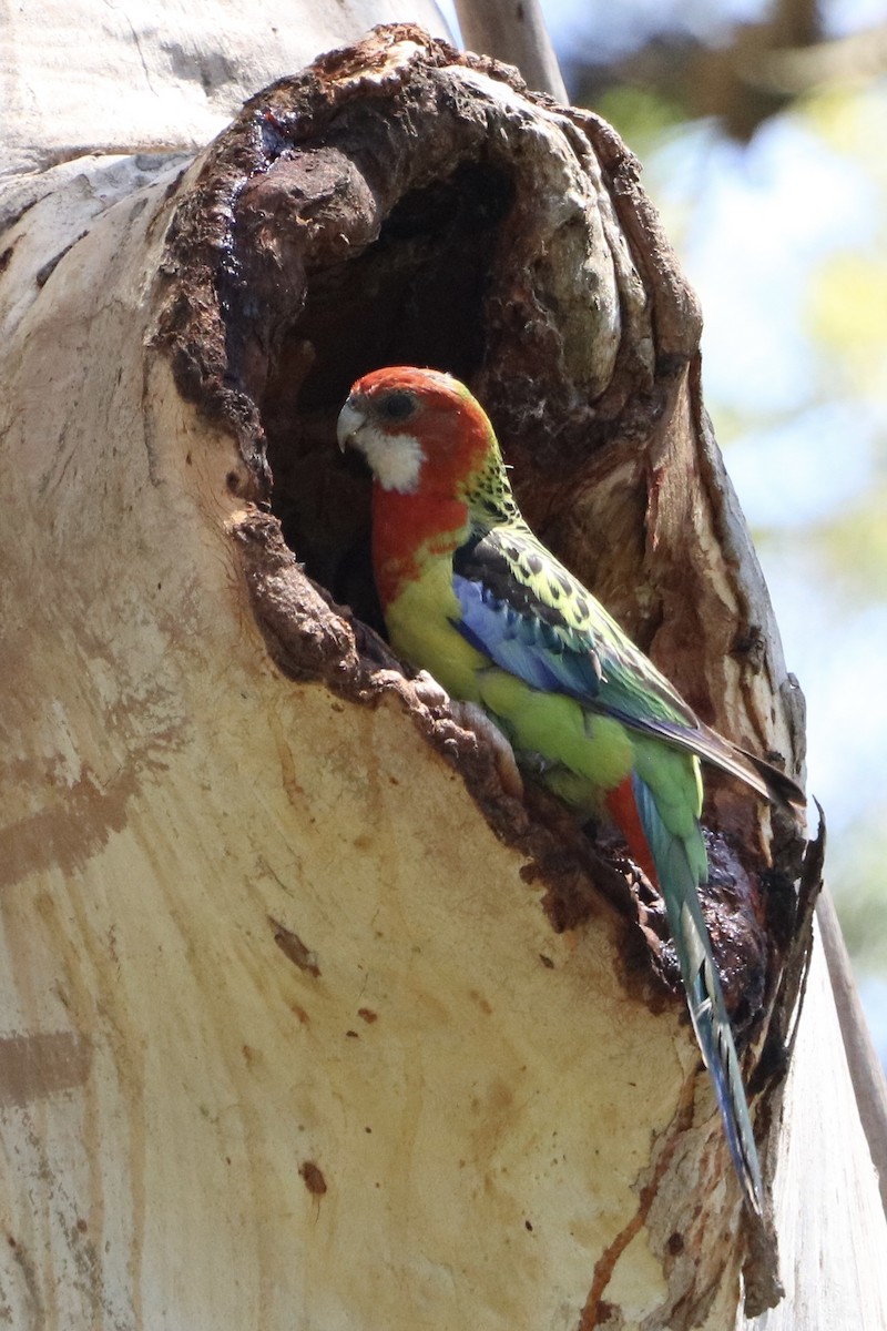 rosela pestrá - ML644733865