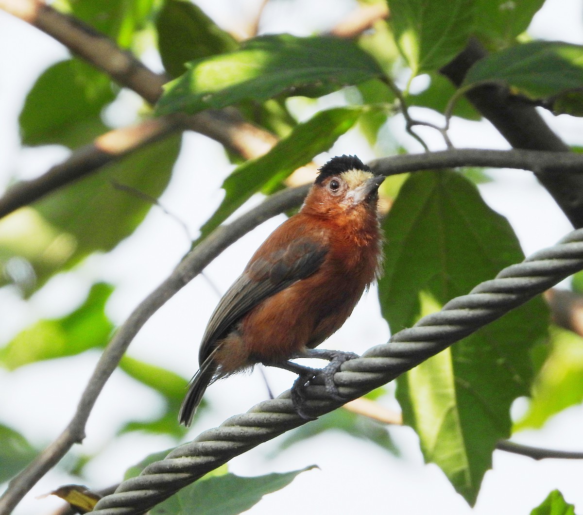 Chestnut Piculet - ML644733867