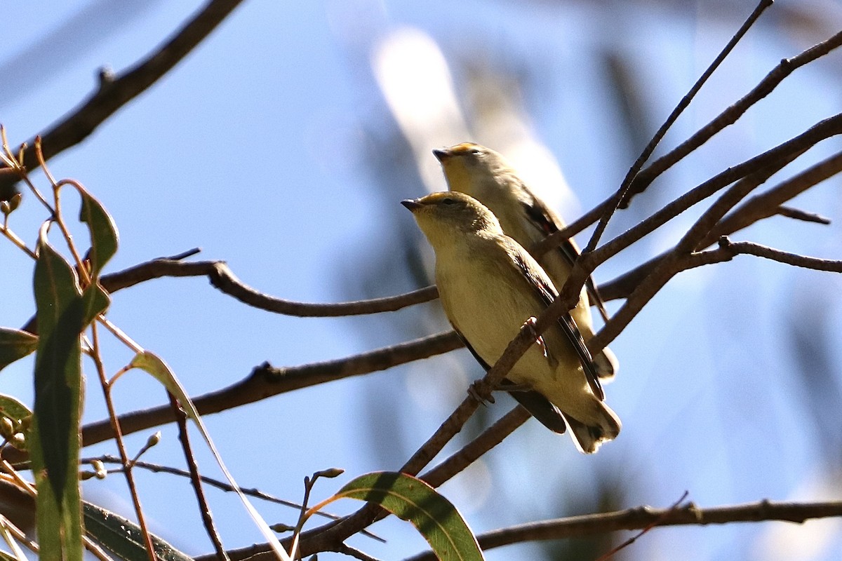 pardalot australský - ML644733878